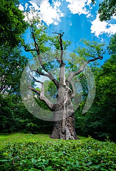 Millennial oak Maxim Zheleznyak. Buda. Cherkasy region. Ukraine