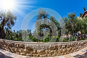 Millennial olives grow in Gethsemane Garden