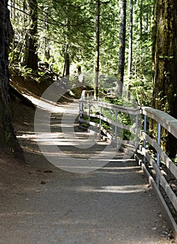 Millennium trail near Elk Falls