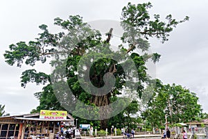 Millennium tree in baler