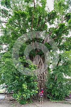 Millennium tree in baler