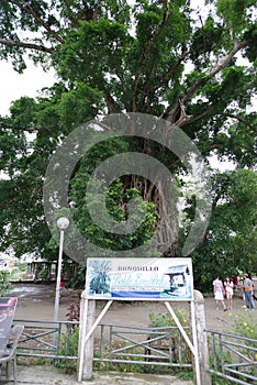 Millennium tree in baler