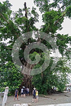 Millennium tree in baler