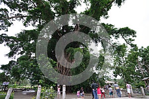 Millennium tree in baler