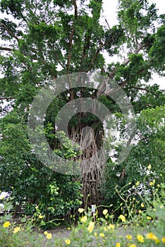 Millennium tree in baler