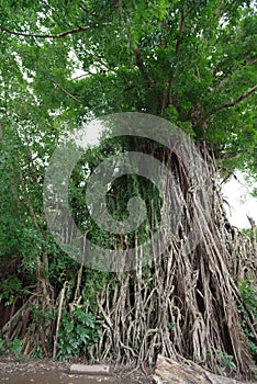 Millennium tree in baler