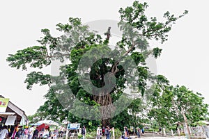 Millennium tree in baler