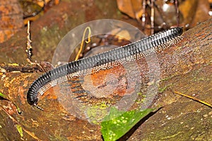 Millepede, Sinharaja National Park Rain Forest, Sri Lanka