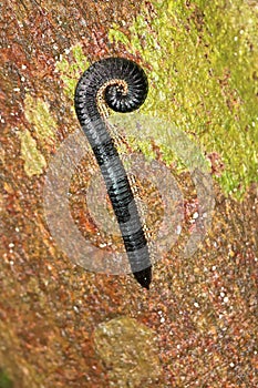 Millepede, Sinharaja National Park Rain Forest, Sri Lanka