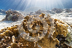 Millepora complanata, blade fire cora