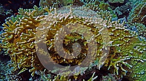 Millepora dichotoma