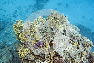 Millepora dichotoma coral