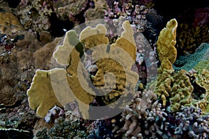 Millepora platyphylla