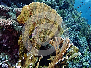 Millepora platyphylla