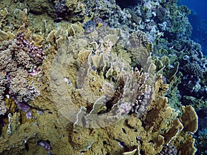 Millepora platyphylla