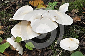 The Miller Fungi