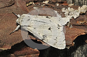 The Miller Moth