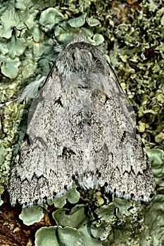 The miller moth (Acronicta leporina) from above