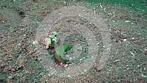 Milleri`s nembrotha Nembrotha milleri on the coral in Zulu sea Dumaguete