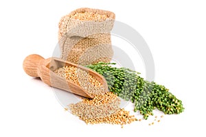 Millet in a bag with green spikelets isolated on white background. Food for parrots