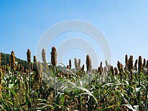 Millet or cereal plant in nature plantation field with blue sky background.
