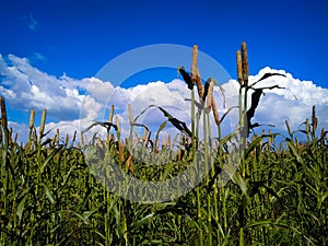 Millet Corn field on a background of blue sky