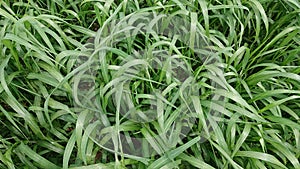 Millet crops in the field