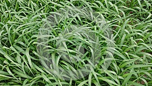 Millet crops in the field
