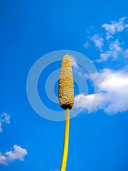 Millet ear on blue sky background