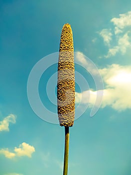 Millet ear on blue sky background