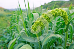 Millet ear