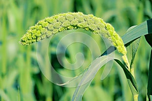 Millet ear