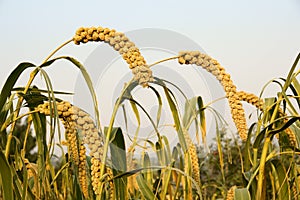 Millet ears