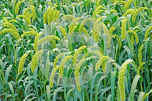 Millet ears