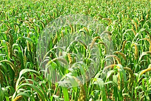 Millet ears