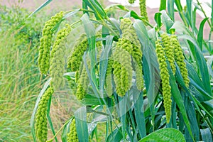 Millet ears