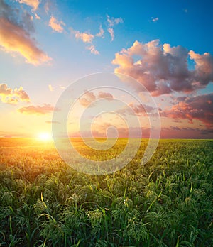 Millet field sorghum