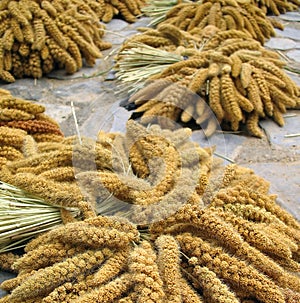 Millet Grain