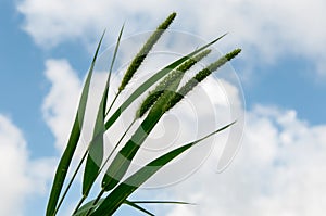 Millet grain unripe on the plant against the sky