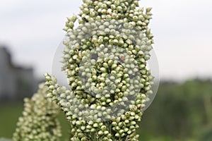 Millet grow near my hometown