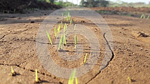 Millet growing small plants Photo India