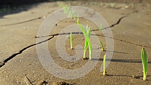 Millet growing small plants Photo India