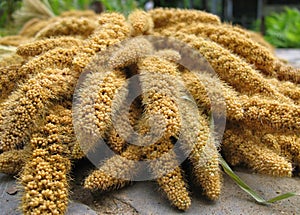 Millet Heads