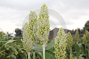 The millet in Klaten Central Java