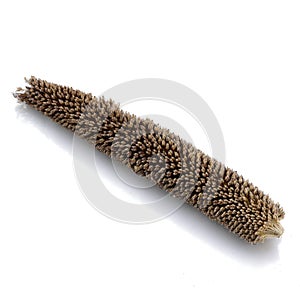 Millet, millet on white background