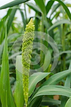 Millet photo