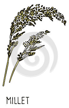 Millet plant color sketch. Grain ear plant