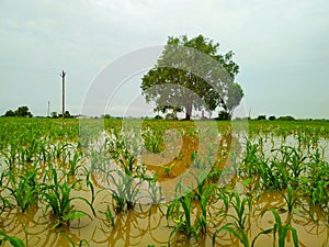 The millet plant field with Bodhi tree is flooded due to heavy rains