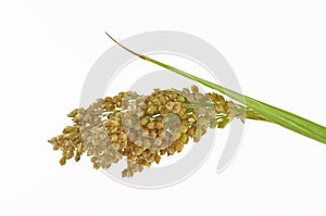 Millet plant isolated