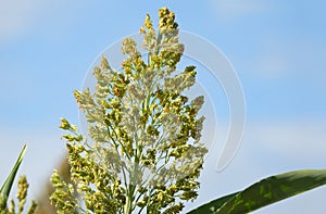 Millet plantations in the field. close up field of sorghum or millet.